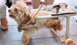 后腿瘫痪狗子吃瓜,展现顽强生命力