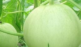 孕妇吃矮瓜吗,矮瓜在孕期中的适宜性探讨