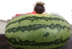 大家吃瓜图,一场视觉盛宴与舆论狂欢