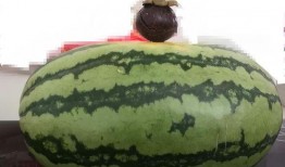 大家吃瓜图,一场视觉盛宴与舆论狂欢