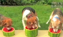 吃瓜狗卡通,趣味横生的卡通世界