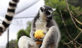 吃瓜瞎猫,揭秘娱乐圈幕后真相