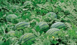 ins学校吃瓜群,Ins学校吃瓜群背后的那些事儿