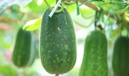 吃瓜的虫2,揭秘神秘虫族背后的惊天秘密