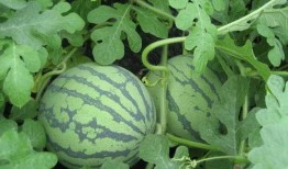 吃瓜会影响长高吗,吃瓜真的会影响长高？揭秘瓜果与生长发育的奥秘