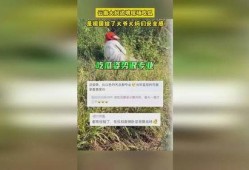 云南大爷大妈吃瓜,共享欢乐时光