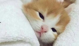 吃瓜者呆萌,揭秘娱乐圈幕后趣闻