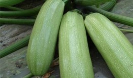 葫芦瓜的瓜囊可以吃吗,可食用之谜揭晓