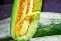 吃瓜超甜,吃瓜超甜背后的甜蜜秘密