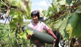 岁月无声吃瓜,那些年我们一起吃过的瓜