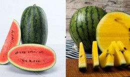 吃瓜十一,揭秘娱乐圈背后的那些事儿