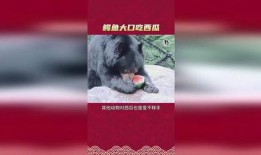 鳄鱼吃大型的瓜,揭秘巨型瓜果的神秘命运