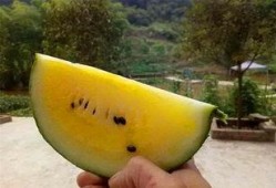 红心吃瓜,揭秘娱乐圈的甜蜜与苦涩