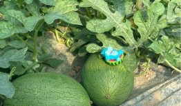 吃瓜网上海,吃瓜网上海，带你领略魔都美食与娱乐新风尚