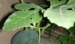 吃西瓜籽的瓜叫什么瓜,揭秘吃西瓜籽的瓜的独特名称