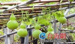 人流可以吃葫芦瓜,葫芦瓜美食盛宴