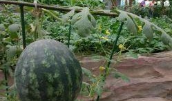 长宁锦园吃瓜,揭秘网红吃瓜基地的幕后故事