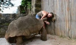 带你吃瓜小黑龟,带你领略“带你吃瓜小黑龟”的独特魅力