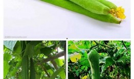 吃瓜的虫2,揭秘神秘虫族背后的惊天秘密