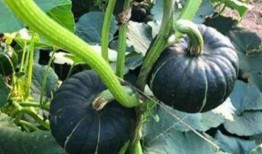 吃瓜小宋大人吃瓜日常,揭秘娱乐圈的甜蜜与苦涩