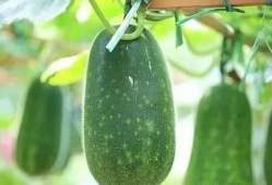 夏季吃瓜吃籽吗图片,吃瓜不吐籽，尽享清凉时光