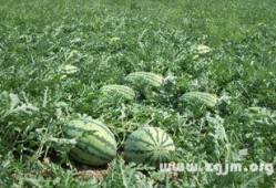 梦见瓜地吃瓜是什么意思,瓜地吃瓜预示着什么？