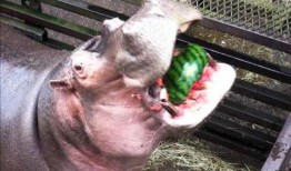 河马吃瓜不打烊,揭秘热带雨林中的独特生态现象