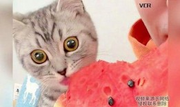 小猫吃聪明瓜视频,智慧萌态引网友热议