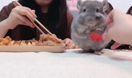 龙猫吃瓜壁纸,萌动夏日时光