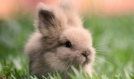 吃瓜的兔子11183,趣味横生的网络现象