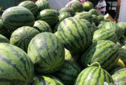 砀山吃瓜,探寻中国瓜果之乡的甜蜜秘密