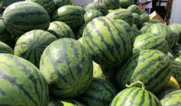 砀山吃瓜,探寻中国瓜果之乡的甜蜜秘密