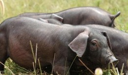 黑猪吃白瓜,一场生态趣事