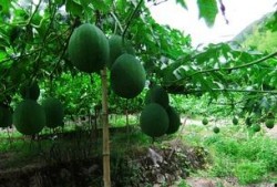 天天吃吊瓜行吗