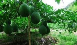 天天吃吊瓜行吗