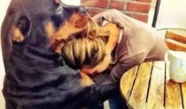 后腿瘫痪狗子吃瓜,展现顽强生命力