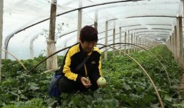 吃瓜群众莱西,揭秘娱乐圈幕后风云