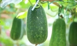 八棱瓜几月份吃最好呢,八棱瓜最佳食用月份揭秘