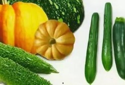 jrs吃瓜,jrs吃瓜背后的真相与内幕