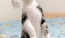 做你的猫吃瓜,做我的猫，一起吃瓜