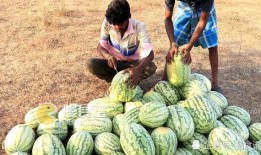 摘谁的瓜吃,一场关于选择与利益的智慧较量