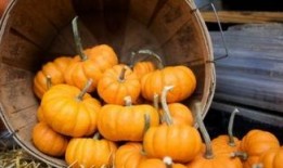 黄南吃瓜事件,揭秘网络舆论的狂欢与反思