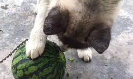 狗吃冰镇地雷瓜,狗狗爱上冰镇地雷瓜