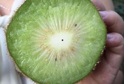 蒲瓜经常吃对身体有害吗