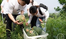 重庆大学吃瓜,吃瓜群众揭秘校园美食传奇