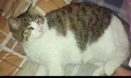 猫猫吃瓜语录,揭秘喵星人的八卦世界