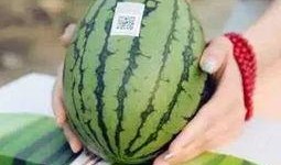 吃瓜群众书包挂件,揭秘吃瓜群众书包挂件的趣味与内涵