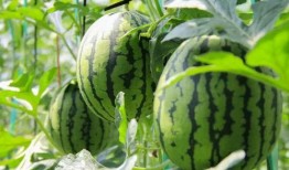 免费分享吃瓜,揭秘娱乐圈幕后故事