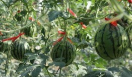 27周可以吃瓜,揭秘孕期美食之旅