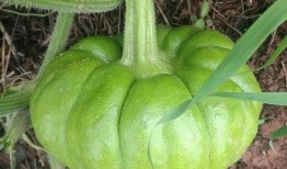 不吃姜吃瓜,瓜为佳——探寻夏日饮食新风尚